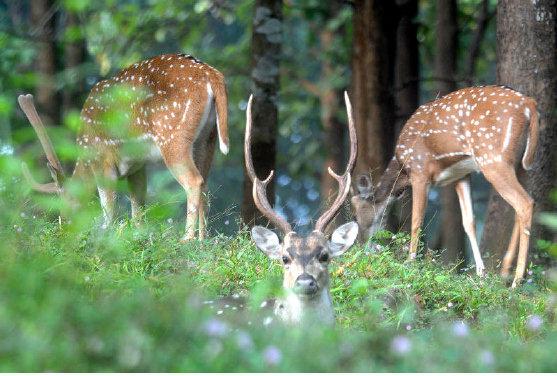 Parambikulam Wildlife Sanctuary, Pride of Kerala