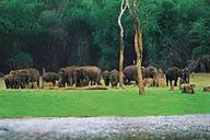 Peppara Wildlife Sanctuary
