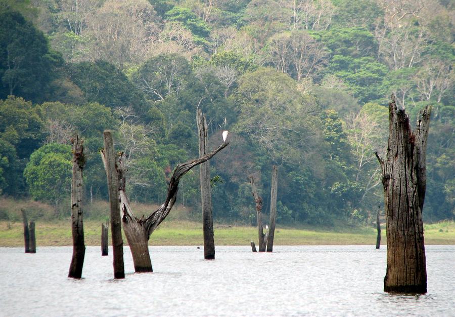 Scenic Beauty from Periyar Lake