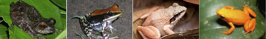 Frogs at Malabar Wildlife Sanctuary