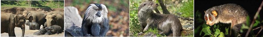 Animals at Malabar Wildlife Sanctuary