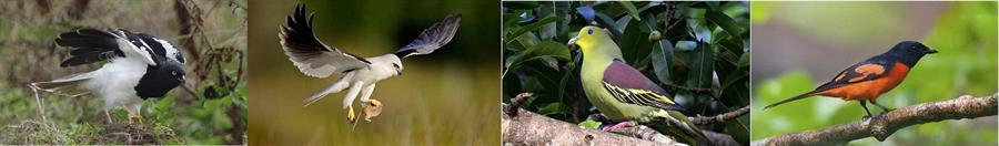 Birds at Malabar Wildlife Sanctuary