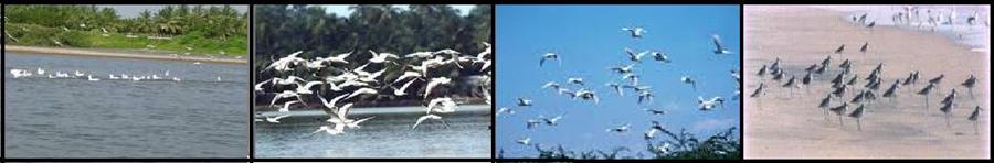 Kadalundi Bird Sanctuary