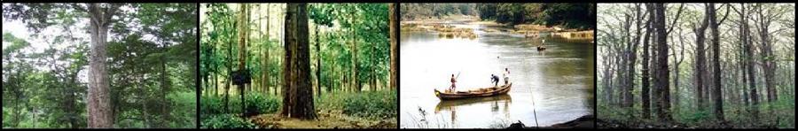 Nilambur Teak Fprest