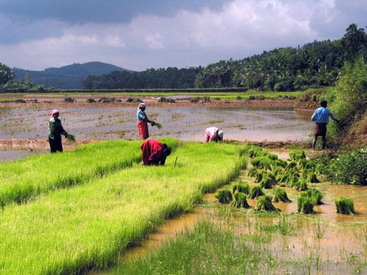 agriculture