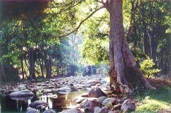 Chinnar Wildlife Sanctuary in Idukki