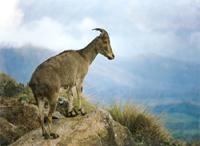 Eravikulam National Park