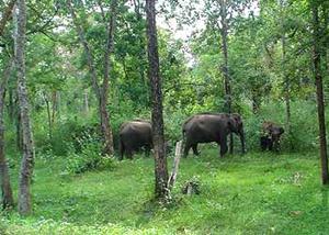 Wayanad