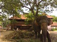 Elephant sanctuary near Guruvayoor temple