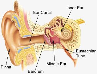 Ear