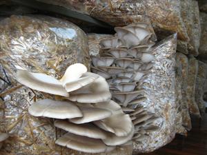 Mushrooms-Medicinal and Nutritional Importance