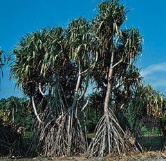 Pandanus