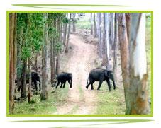 Wayanad Wildlife Sanctuary