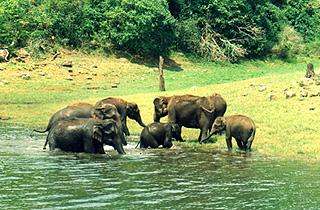 Thekkady