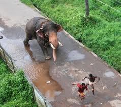 Elephant running amok