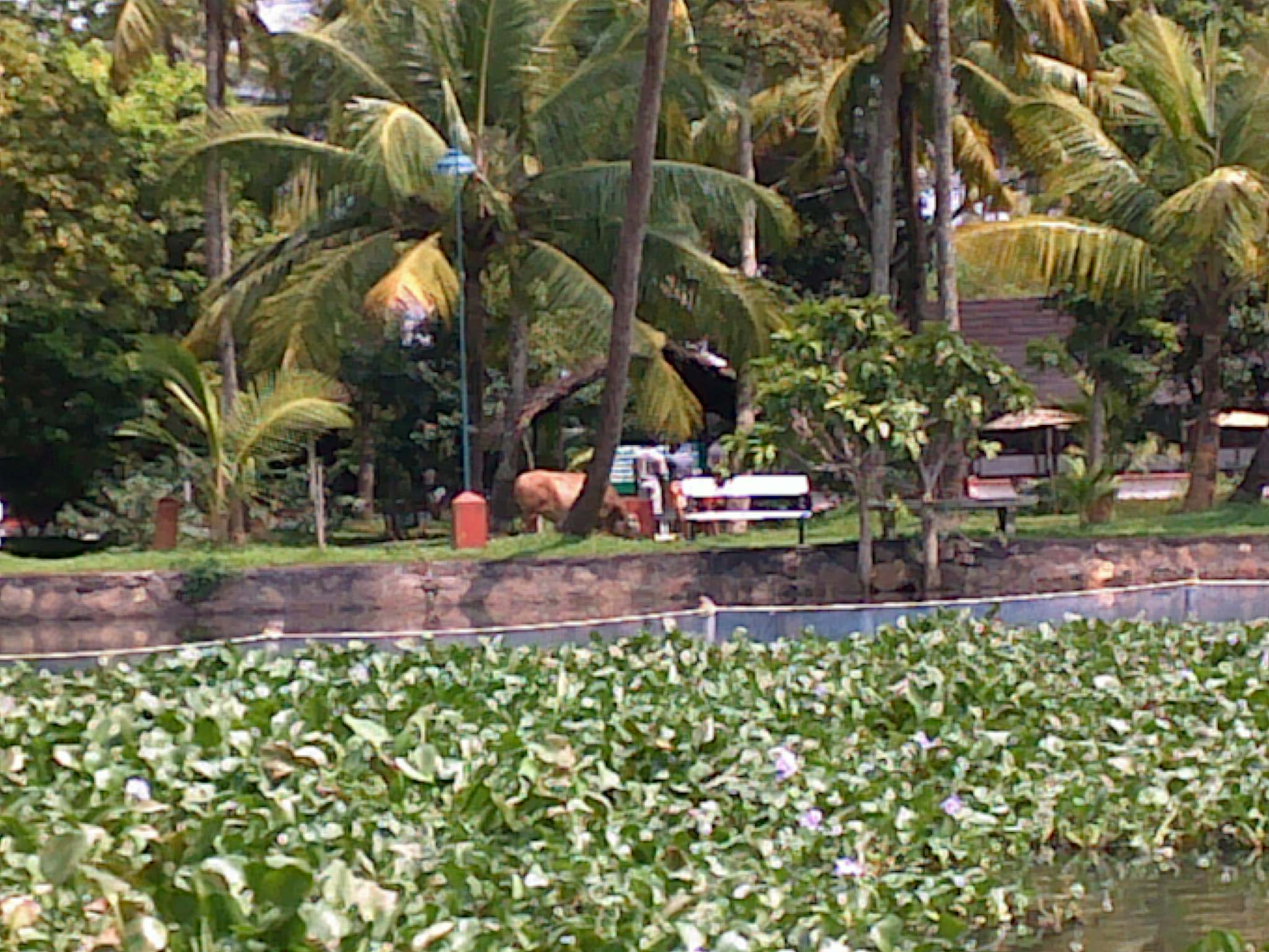 Kumarakom - Backwaters of Kerala 1