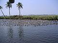 Sasthamkotta lake - Largest fresh water lake in Kerala